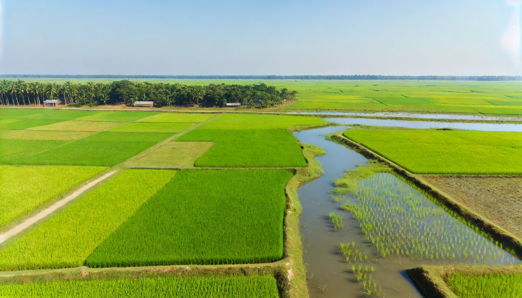 Rice Production in Bangladesh's Haor Region